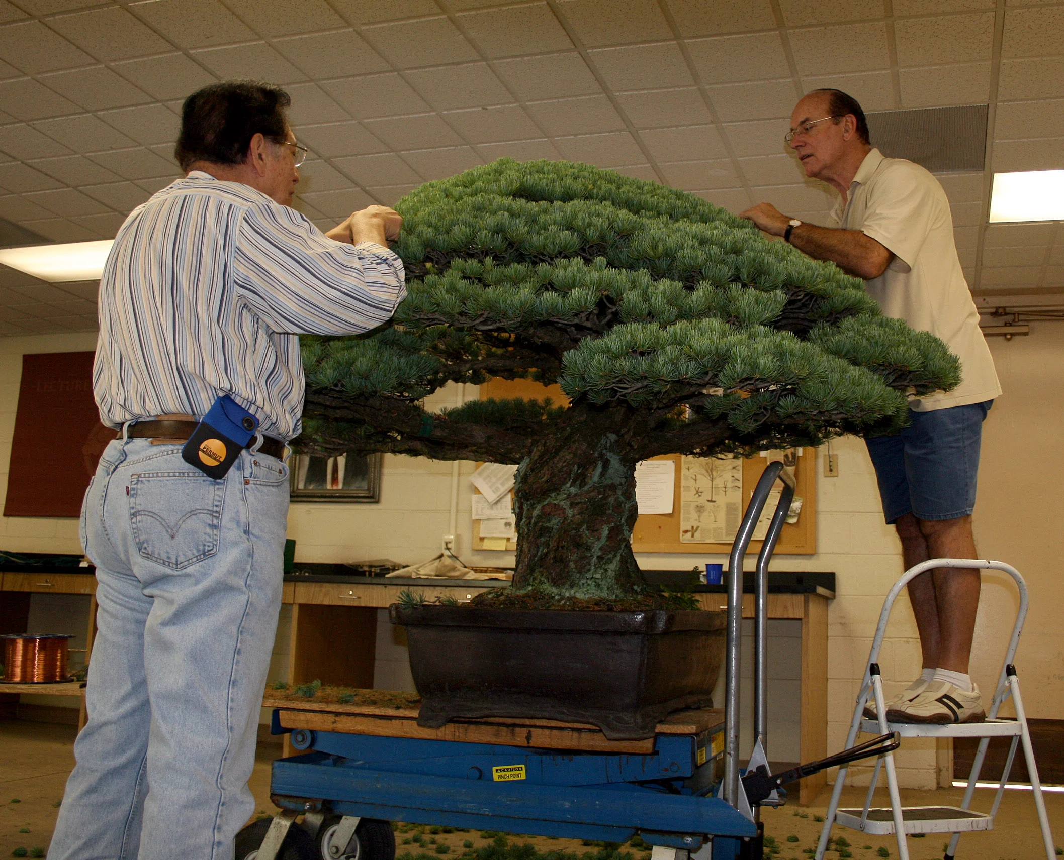 Yamaki Pine — National Bonsai Foundation